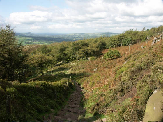 Roaches Path